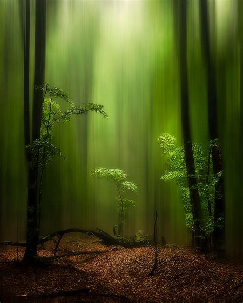 The Enchanted Forest Photograph By Nicolae Stefanel Rusu Fine Art America