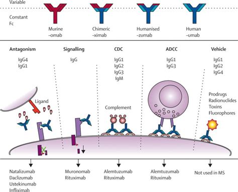 Getting Specific Monoclonal Antibodies In Multiple Sclerosis The