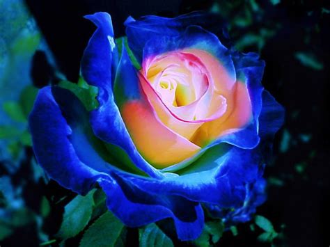 Colorful Roses Flowers Photo 34753352 Fanpop