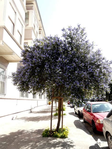 Some of the most common evergreen trees are thuja green giant (arborvitae), nellie stevens holly, leyland cypress and wichita blue juniper. Ceanothus Ray Hartman, Mountain Lilac