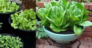 Kita menanam pokok tembikai hati jadi riang. Booster Tanaman Anda!: Tanam sayur dengan mudah dalam pasu