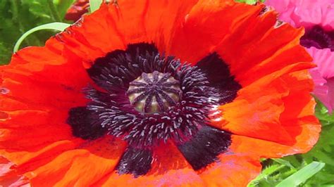 Jul 23, 2015 · the constant gravitational battle that jupiter and neptune engage in with one another creates a kind of quantum field that transcends time and space. Gardening Lessons : Different Types of Poppy Plants - YouTube