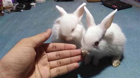 Difference Between Male And Female Rabbits Pets Care Tips
