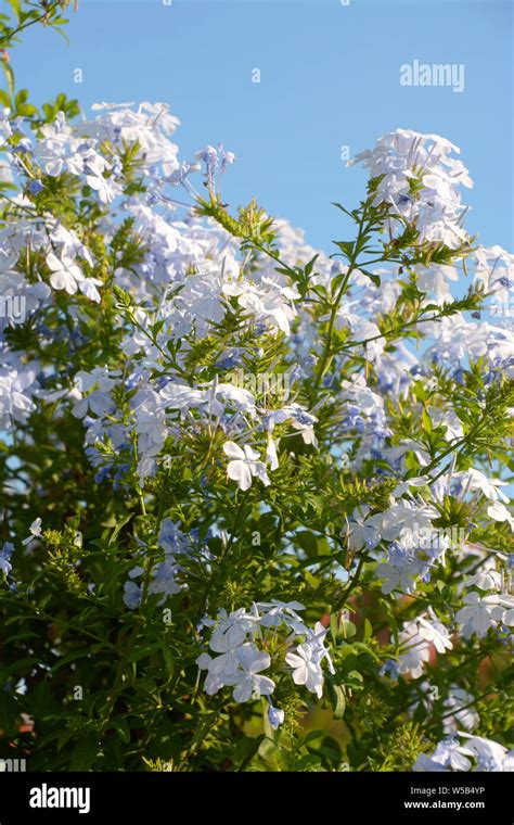 Jasmine Plant In Front Of Azure Summer Sky Jasminum Officinale Or