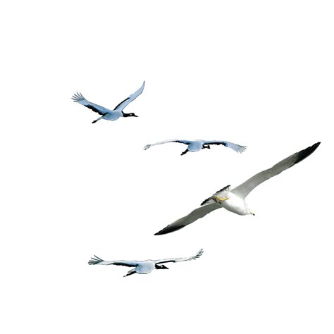Flock Of Flying Bird Transparent Png All Png All