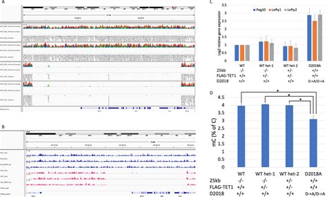 Figures And Data In Ogt Binds A Conserved C Terminal Domain Of Tet1 To