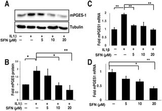 Thus, pge2 exerts dual functions in eae, facilitating th1 and th17 cell generation redundantly through ep4 and ep2 during immunization and attenuating invasion of these cells into the brain by protecting. Sulforaphane Inhibits Prostaglandin E2 Synthesis by ...