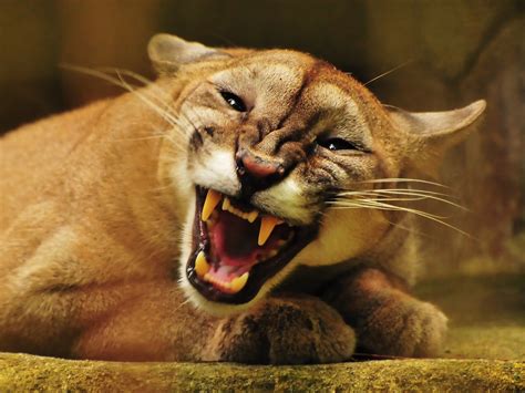 Download Animals Puma Wallpaper 1920x1440 Wallpoper 336768