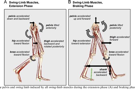Figure 11 From Muscular Coordination Of Knee Motion During The Terminal