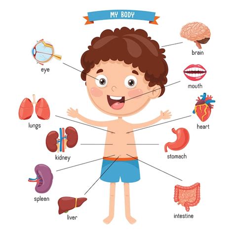 Natusfera Second Grade Los órganos Internos Del Cuerpo Humano