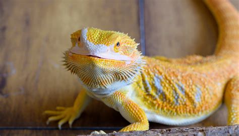 Types Of Bearded Dragons Learn Different Types Colors And Species