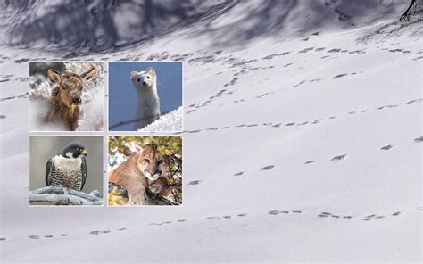 Guide: Montana's Winter Wildlife - Mountain Outlaw