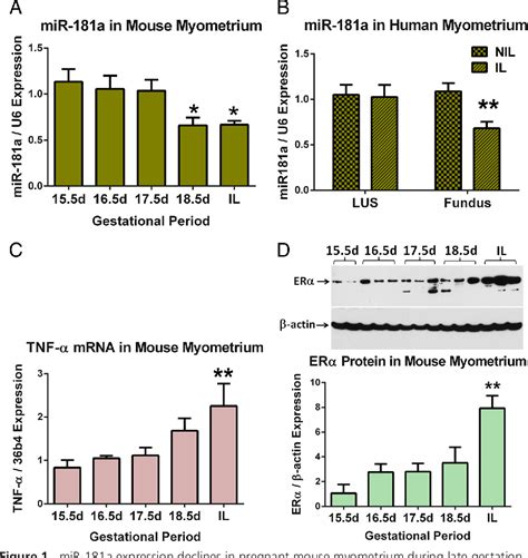 figure 1 from reciprocal feedback between mir 181a and e2 erα in myometrium enhances