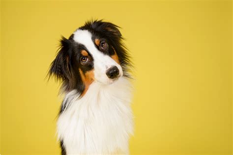 Wann soll ich meinen hund einschläfern lassen? Wann ist die Hündin das erste Mal läufig? - Hundemazin.info