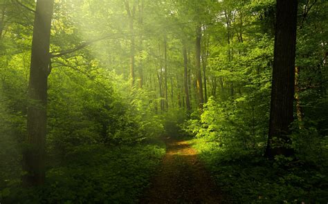 Green Forest Wallpaper 4k Woods Trails Pathway Sun Rays Glade