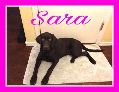 Sara Adoption Valley Of The Sun Dog Rescue