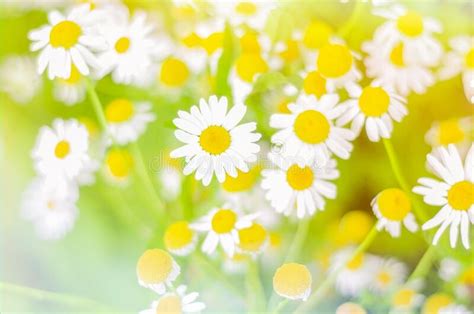 Chamomile Flowers In Meadow Spring Or Summer Nature Scene With