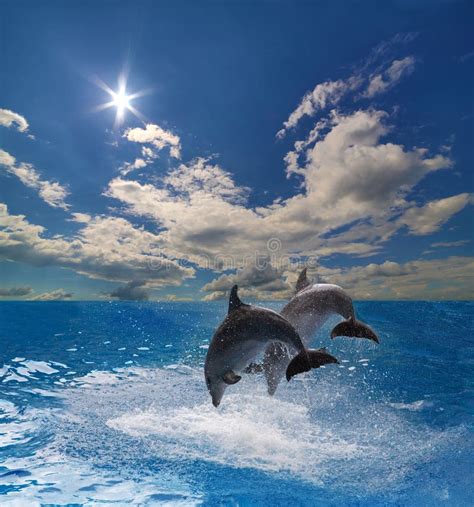 Two Dolphins Jump Above Water Stock Photo Image Of Ocean Dolphin