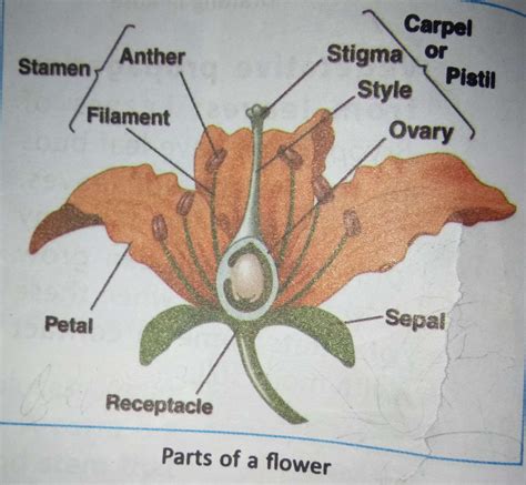 Hibiscus Flower Diagram With Label Transborder Media