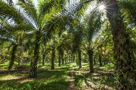 This best palm oil supplier in malaysia has four cpo mills, five plantations, and twelve estates for palm oil in malaysia. WWF-Malaysia launches the results of the first Palm Oil ...