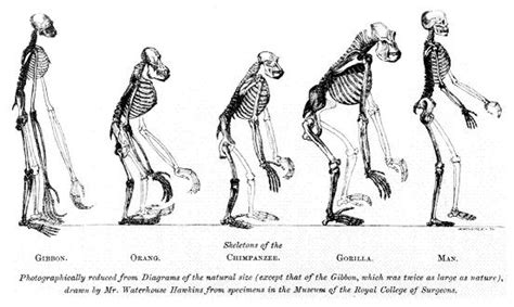 Darwin Evoluzionismo E Darwinismo Levoluzione Delluomo Su Striscia