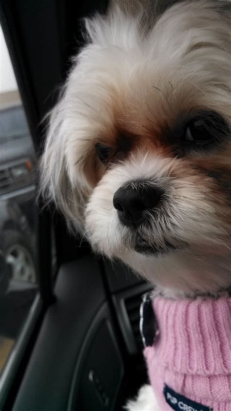 What does a friend of dorothy mean. What does shih tzu mean | Dogs, breeds and everything ...