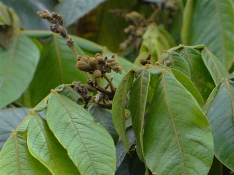A pesar de que las temporadas en puerto rico no se sienten como acá en estados unidos, con la llegada de la nieve, el frío, los carros llenos de una capa blanca ya sea de hielo, nieve o sal,. Guama | Inga vera Willd. Familia / Family: Fabaceae ...