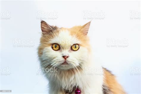 Persian Cat Stock Photo Download Image Now Istock