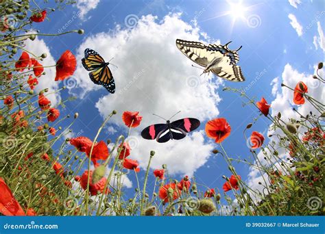 Papillons Au Printemps Image Stock Image Du Bleu Nuages 39032667