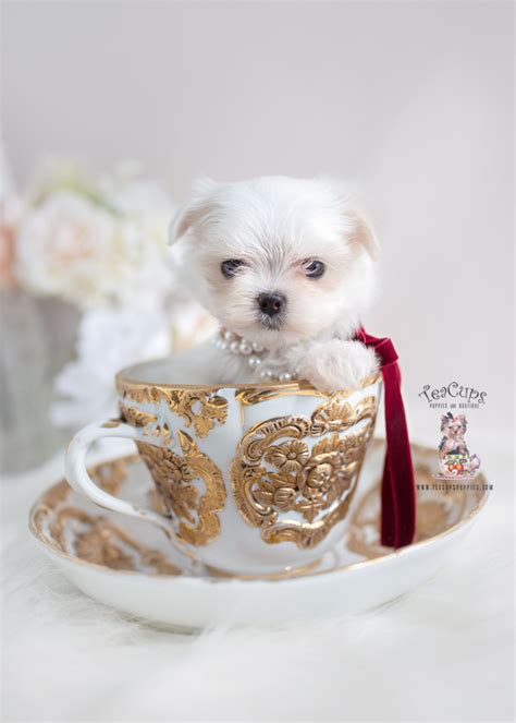 Teacup Maltese Florida Teacup Puppies And Boutique