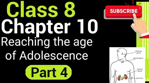 Class 8 Chapter 10 Reaching The Age Of Adolescence Part 4 Determination Of Sex