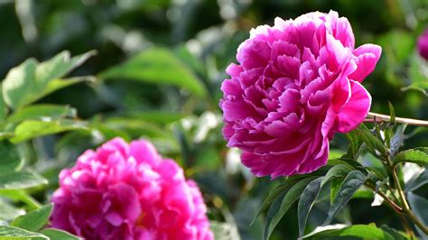 Chinas ‘city Of Peonies Exported 27 Mln In Peonies Last Year Cgtn