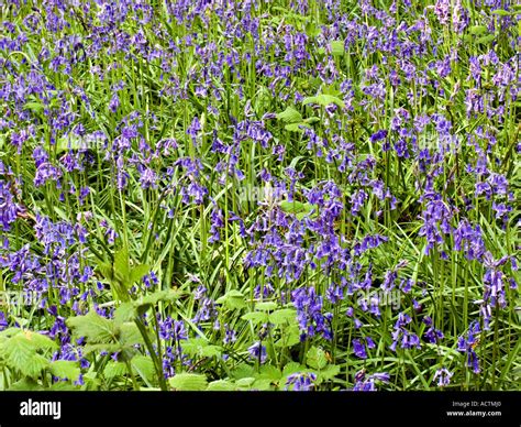 English Blooms Hi Res Stock Photography And Images Alamy