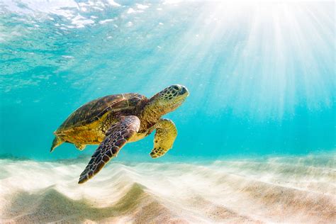 Beautiful Hawaiian Green Sea Turtle Vegan Action