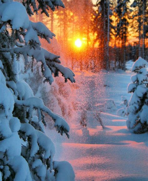 Winter Sun In The Forest In Kittilä Lapland Finland Winter Scenery