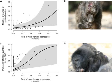 Male Violence And Sexual Intimidation In A Wild Primate Society Current Biology