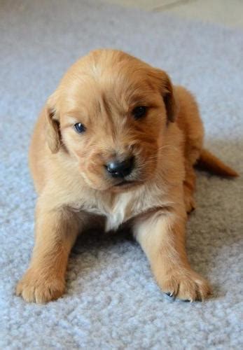 This page provides a listing of kentucky golden retriever breeders. Golden Retriever Puppy for Sale - Adoption, Rescue | Male ...