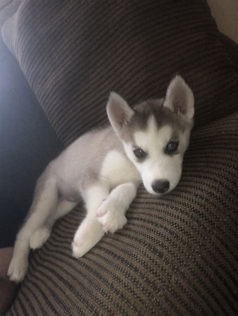 Just Recently Adopted A Husky Puppy Raww