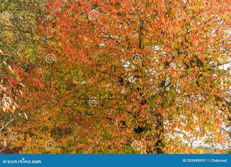 Tree With Red Leaves In Autumn Stock Image Image Of Golden Colour