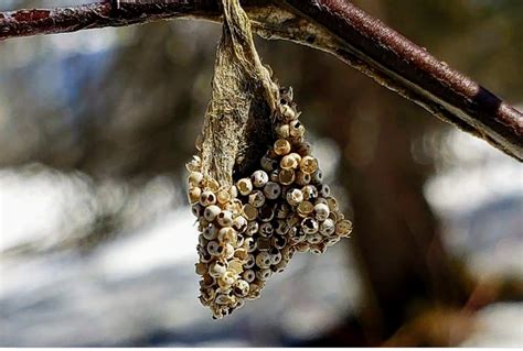 Identify Insect Eggs Ask Extension