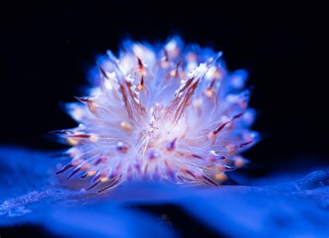 The Fantastical Underwater Macro Photography Of Joe Chang — Visualflood