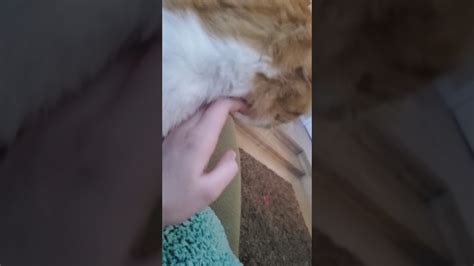 Petting A Cat ASMR YouTube