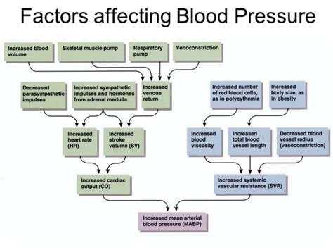 Blood Pressure Physiology And Haemodynamics Student Nurse Life
