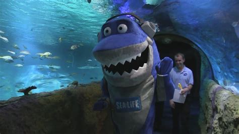 Inside Sea Life Aquarium Orlando At I Drive 360 Youtube