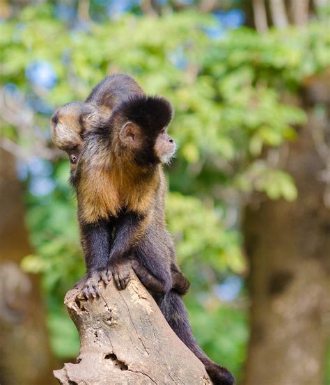 Golden Bellied Capuchin Sapajus Xanthosternos New England Primate