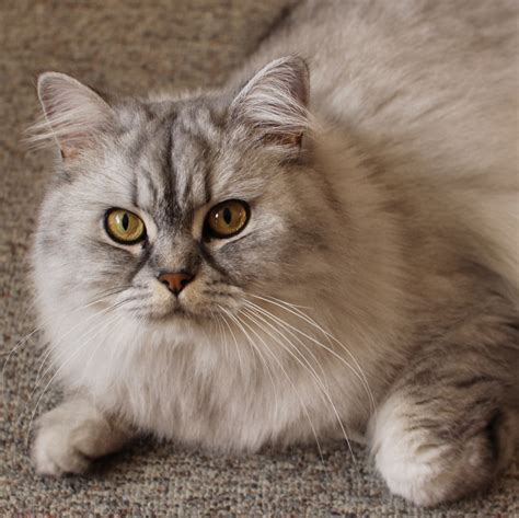 29 Hq Photos British Longhair Cat For Sale Europetnet British