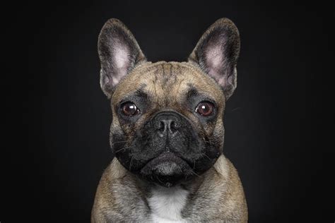 How Photographers Have Elevated Pet Photography Into An