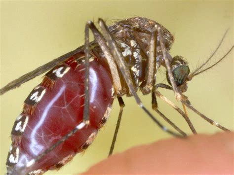 Mosquito Bite Warning As West Nile Virus Outbreak Hits Four States