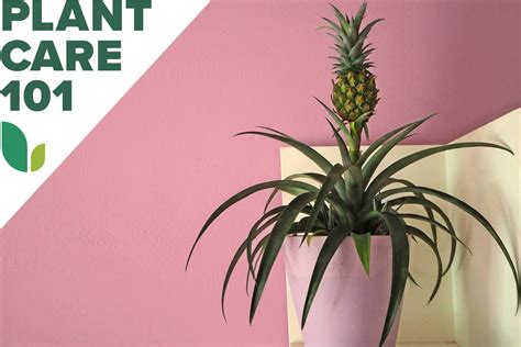 This Pineapple Plant Care Routine Is As Easy As Propagating Fresh