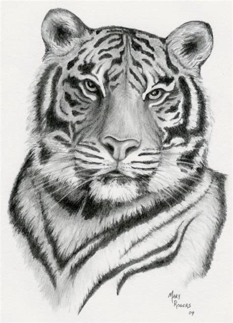 Pin By Charles Hake On Getekende Dieren Tiger Art Tiger Drawing
